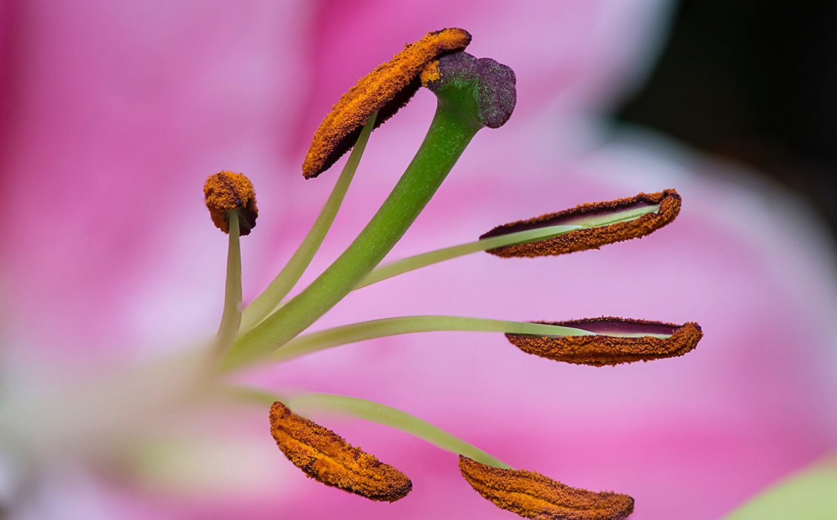 Reconnect with Nature by Working Your Way Through This Botanical Book